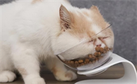 猫咪为什么会把食物放水里啊
