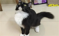 乌云盖雪是风水猫吗