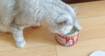 毛兀猫罐适口性怎么样