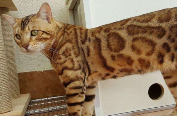 孟加拉猫和豹猫的区别