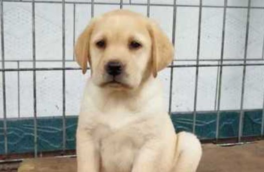 如何养强壮护卫犬:饮食与护理的秘诀 如何养强壮护卫犬:饮食与护理的秘诀