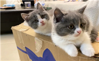 两个月大的猫咪能洗澡吗为什么