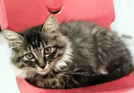 返祖狸花猫,返祖猫后代是什么样的? 返祖狸花猫,返祖猫后代是什么样的?