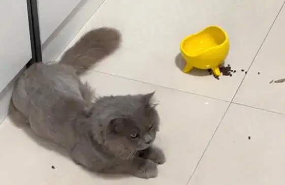 被剃掉毛的流浪蓝猫，把小吃摊当成家，每天守着客人蹭吃蹭喝