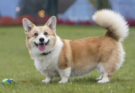 怎么样的柯基犬才是好品相呢