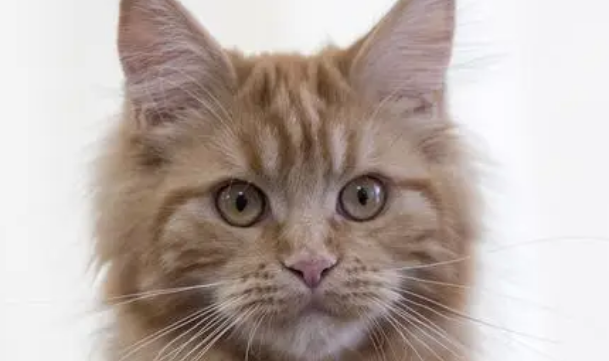 乌克兰猫介绍! 乌克兰猫介绍!
