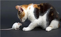 猫咪为什么会追耗子呢