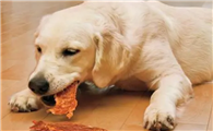 狗狗吃骨头划破食道怎么办啊