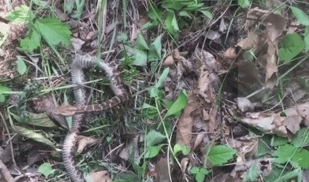 “千年野山参”旁边为什么总有毒蛇?专家给出的解释,细思极恐! “千年野山参”旁边为什么总有毒蛇?专家给出的解释,细思极恐!