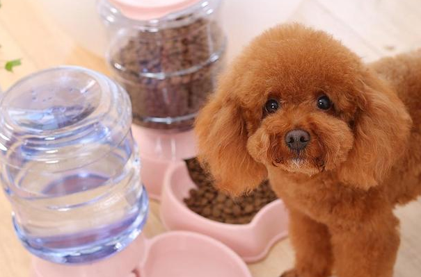 泰迪幼犬没有狗粮可以吃什么食物