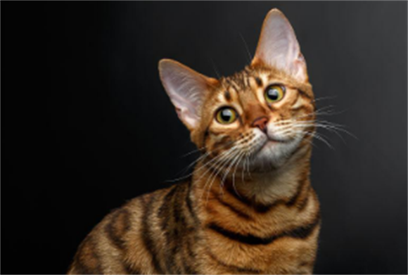 孟加拉猫7大特质!霸气的外表下竟然是这样!谁顶得住啊! 孟加拉猫7大特质!霸气的外表下竟然是这样!谁顶得住啊!