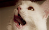 猫咪呼吸声音比较大是怎么回事呢