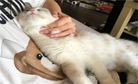 猫咪为什么比狗粘人一点