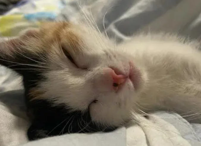 三色猫有什么寓意和象征