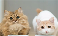 猫咪什么时候发情是几岁