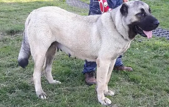 坎高犬厉害吗