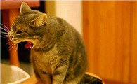 猫咪呕吐是什么情况啊