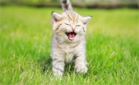 猫咪比较活泼是为什么呢