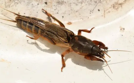 十万个小知识:蟋蟀为什么爱打架? 十万个小知识:蟋蟀为什么爱打架?