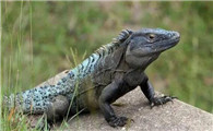 动物世界大揭秘，古巴鬣蜥的相关介绍
