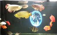 龙鱼混养多久能成功