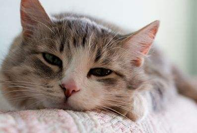 猫舔狼毒清会怎么样? 猫舔狼毒清会怎么样?