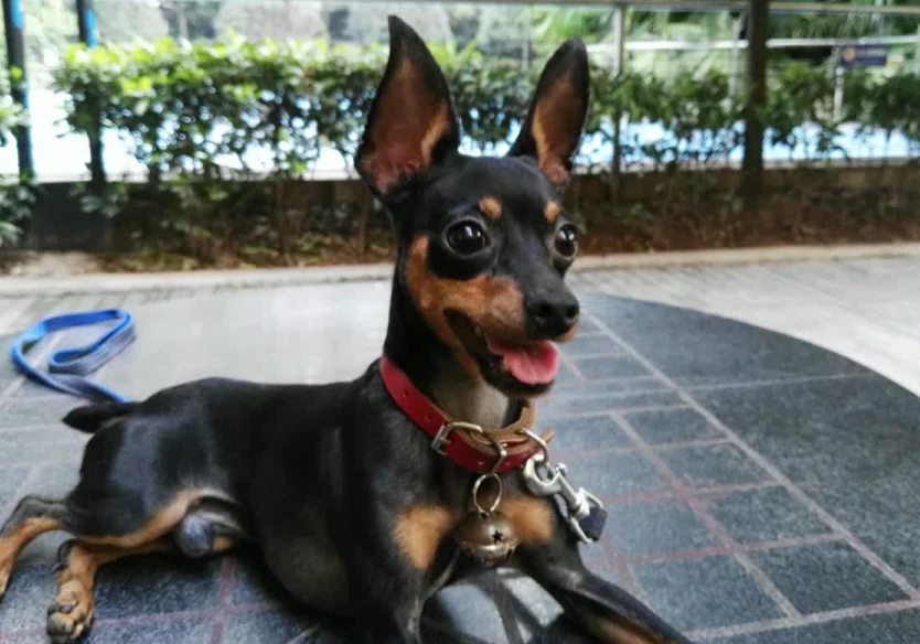 金鹿犬怎么样好养吗