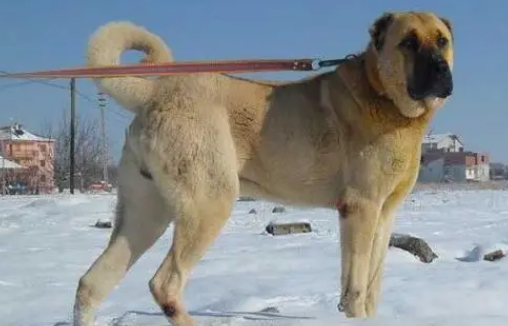 国内坎高犬幼犬价格