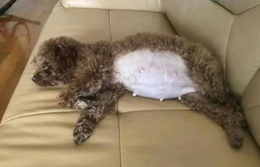 泰迪怀孕多久开始补钙最好