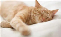 猫咪为什么睡觉不撒手呢