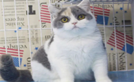 英短三花猫的性格优缺点