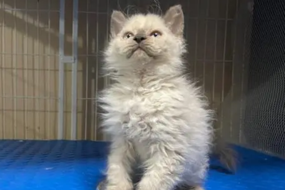 猫咪智商榜第五？追溯塞尔凯克猫的起源与历史背景！