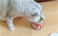 毛兀猫罐适口性怎么样