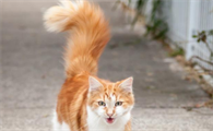 猫咪尾巴为什么会掉起来啊