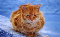 猫咪为什么缩着手脚睡觉的原因