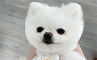 狗狗俊介是什么品种的狗