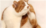 猫咪为什么喜欢按摩耳朵啊