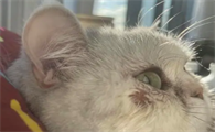 猫咪眼睛和耳朵上面掉毛该怎么治疗啊