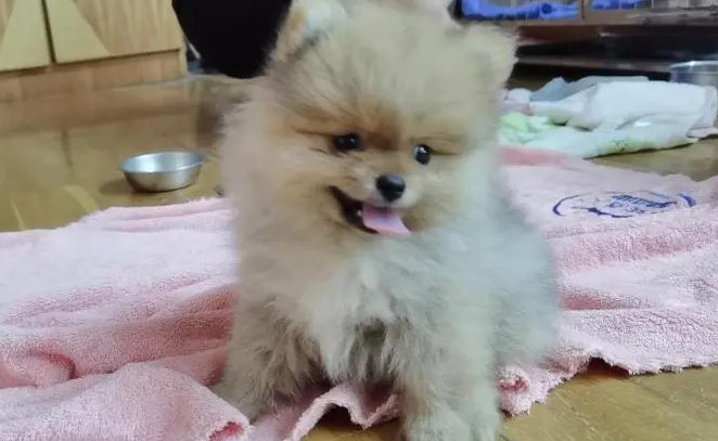 博美驱虫多久后可以打疫苗
