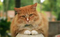 猫咪老是亲你嘴什么意思