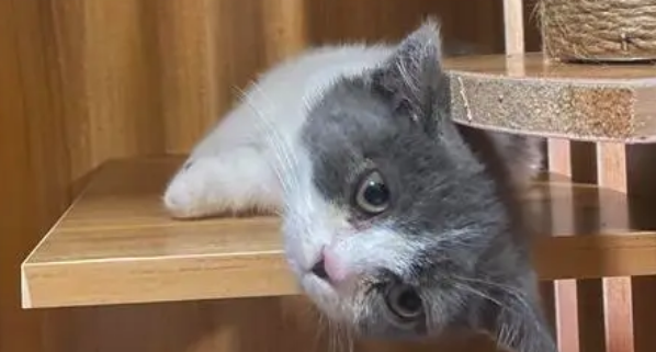 金故猫舍里的猫咪怎么样? 金故猫舍里的猫咪怎么样?