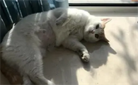 猫咪没有受孕的表现是什么样的