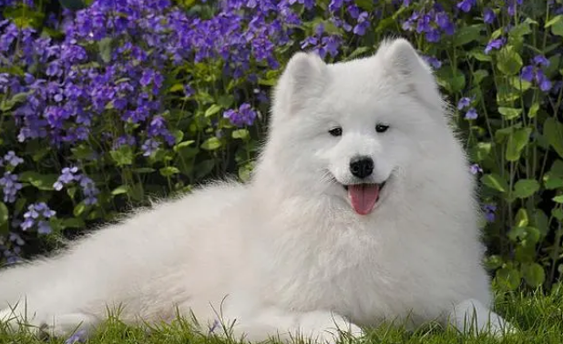 萨摩耶是不是大型犬呢