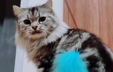 返祖猫值钱吗？感兴趣的来看看~