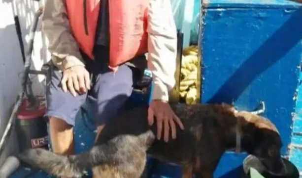 带狗出海遇险漂流两个月后，狗子不仅活着，状态甚至比主人还好！