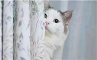 猫咪为什么总躲窗帘后面啊
