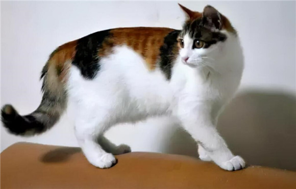 三花猫漂亮的标准 三花猫漂亮的标准