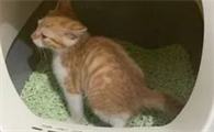 猫咪为什么喜欢床上拉尿啊