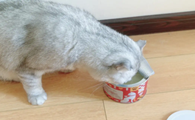 毛兀猫罐测评