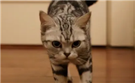 猫咪为什么抬尾巴摇头呢